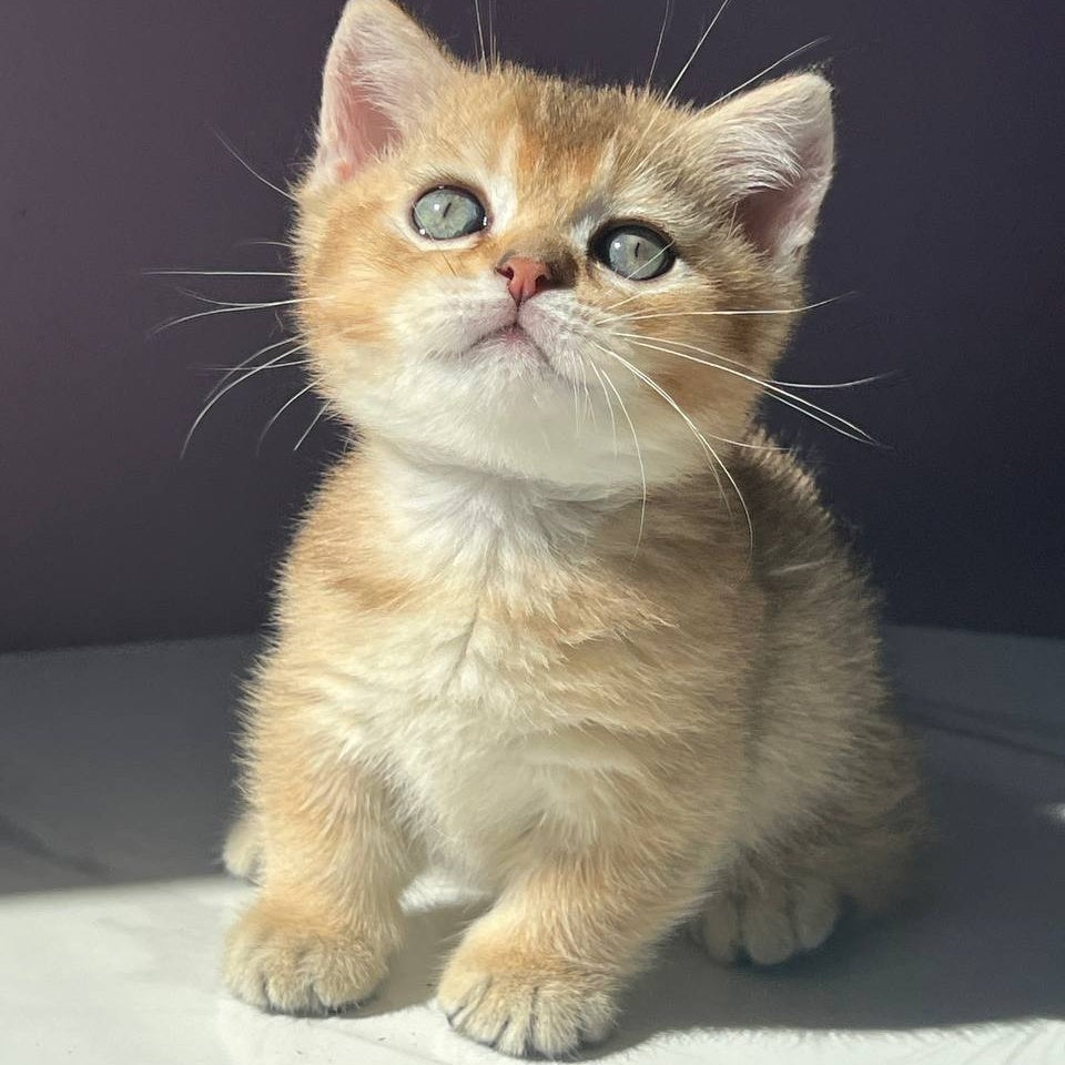 Bill Munchkin male, black golden ticked tabby