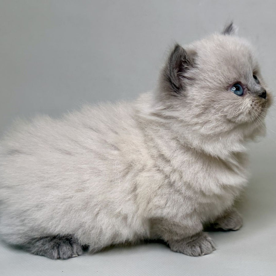 Savage Munchkin female, lilac shaded pointed