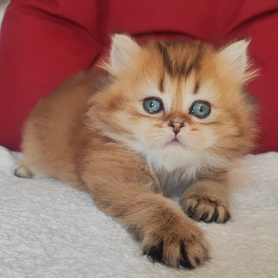 Yudjin Scottish Straight male, black golden ticked tabby