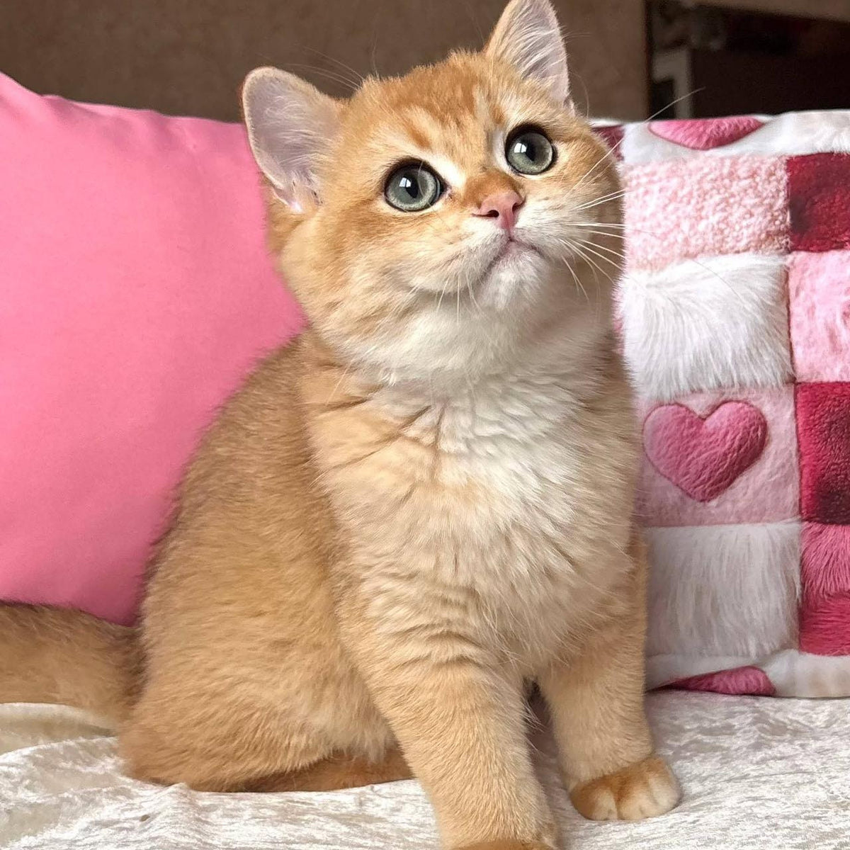Osman British Shorthair male, black golden chinchilla