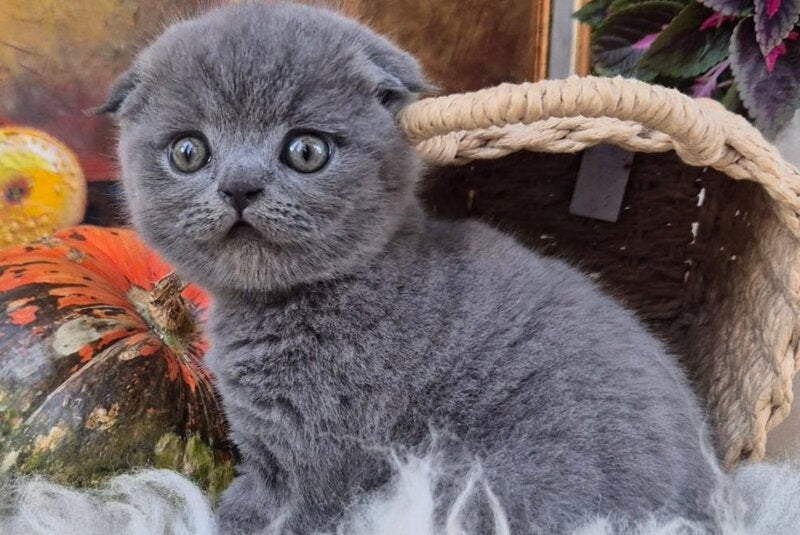 George Scottish Fold male, blue