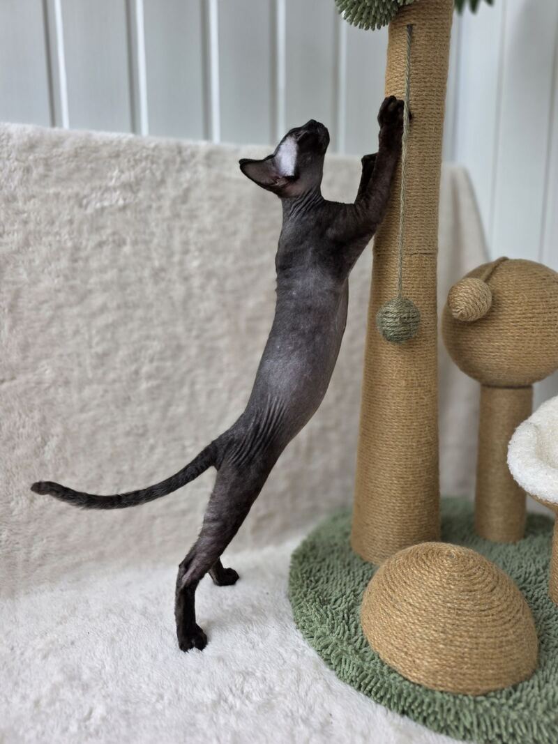 Carmensita Devon Rex female black - live animals