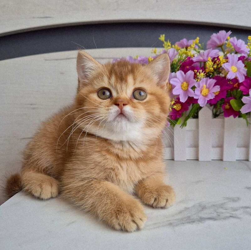 Marta British Shorthair female chocolate golden shaded - live animals