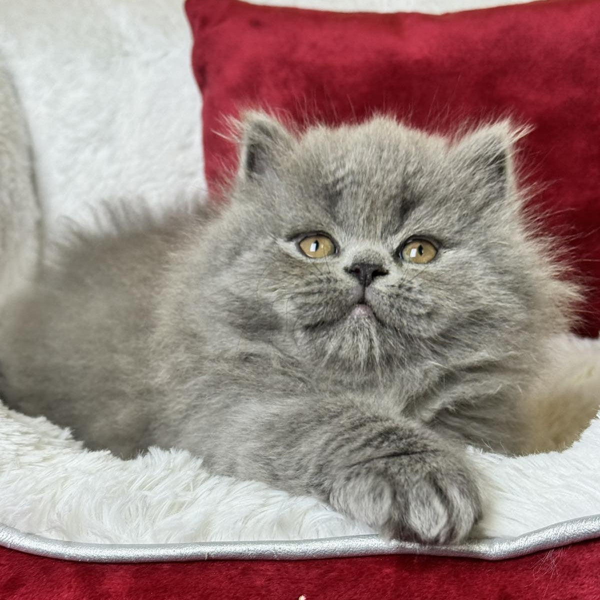 Amigo Scottish Straight male, blue