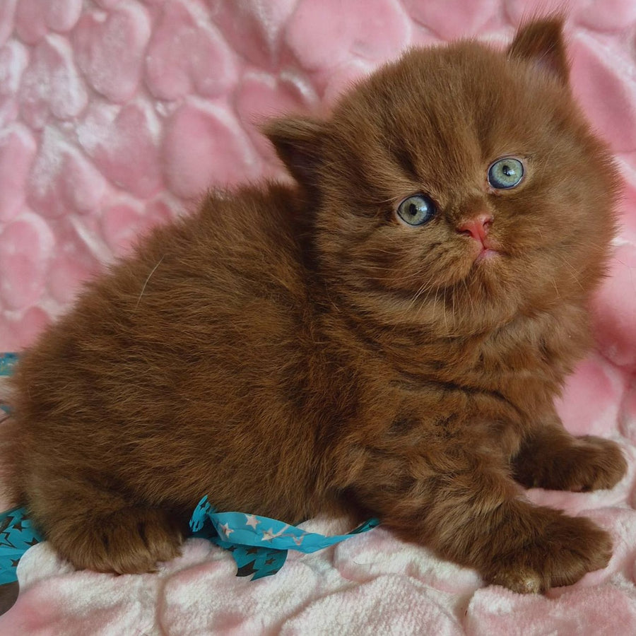 Gucci British Longhair male, cinnamon