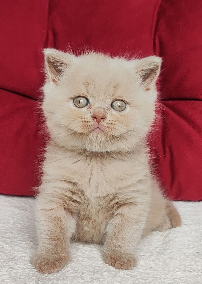 Utred British Shorthair male fawn - live animals