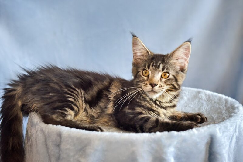 Uitni Maine Coon female, black tabby