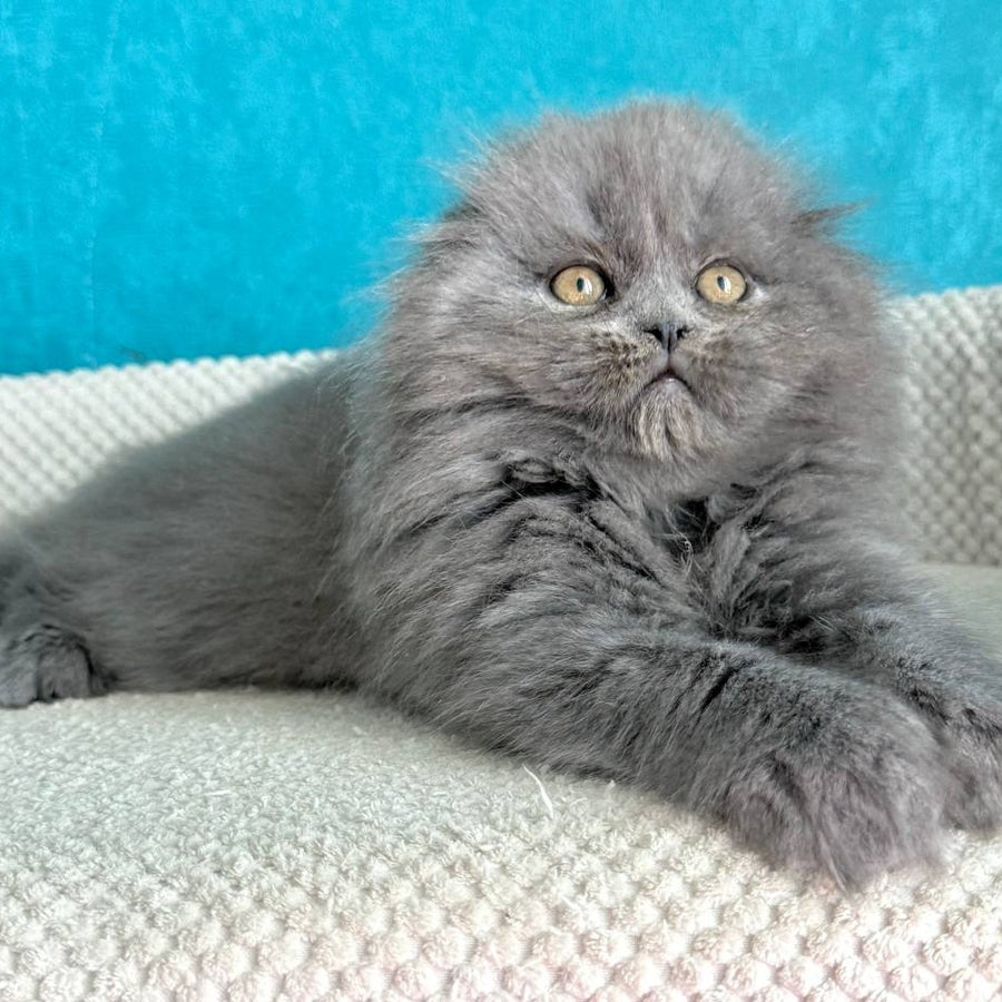Kasper Scottish Fold male, blue