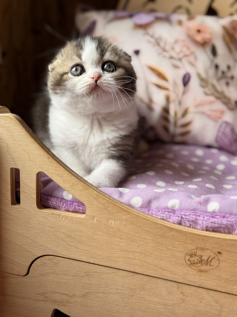 Fillip Scottish Fold male, black ticked tabby bicolour