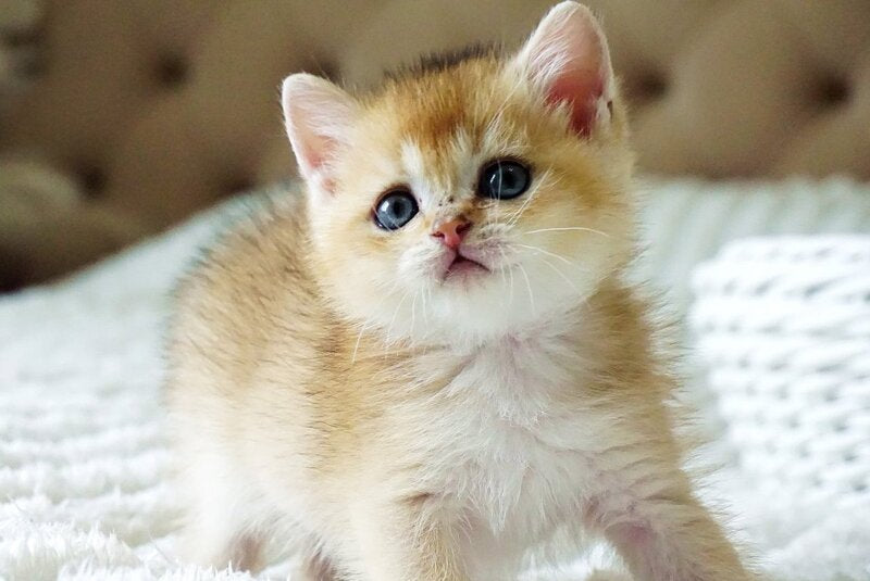Emil British Shorthair male, black golden shaded