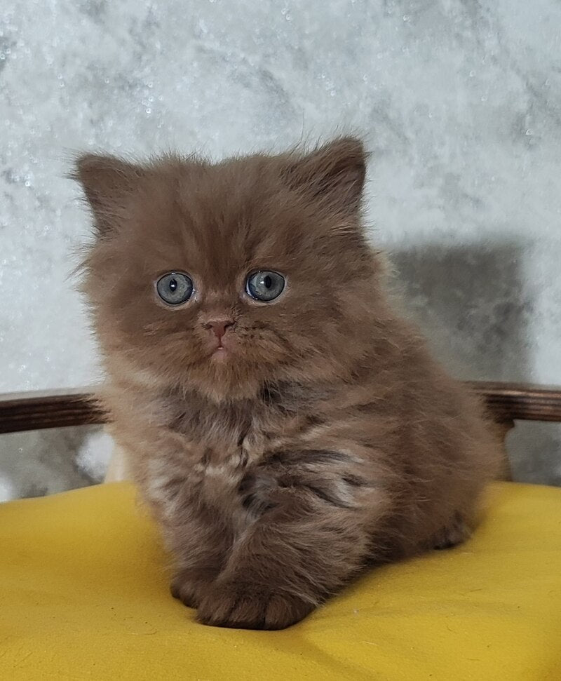 Urban British Longhair male cinnamon - live animals