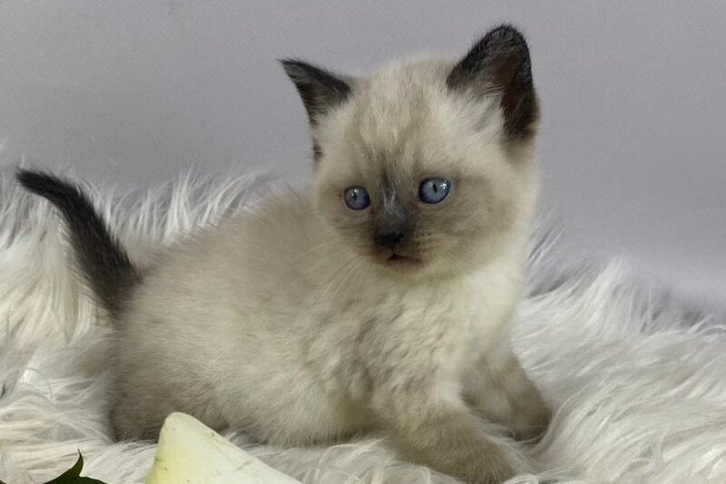 Dolce Vita Scottish Straight female, black pointed