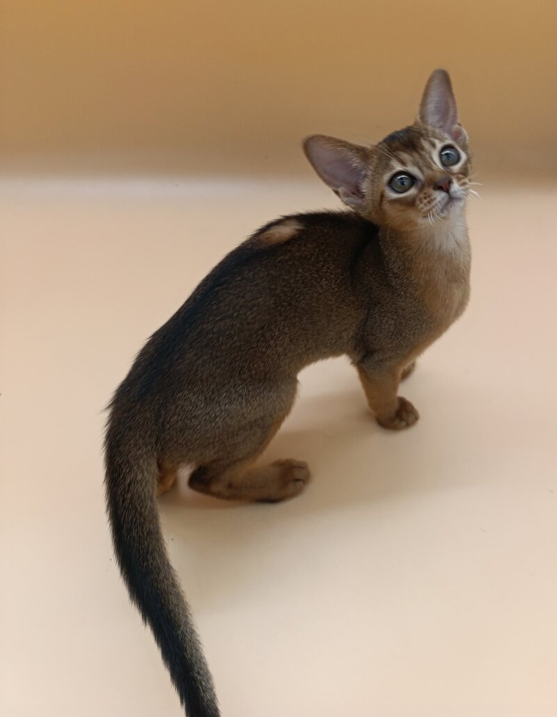 Laura Abyssinian female, ruddy
