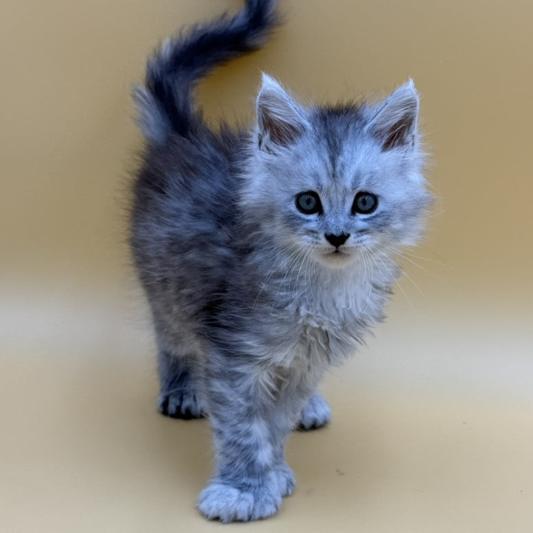 Heyjay Maine Coon male, black silver tabby