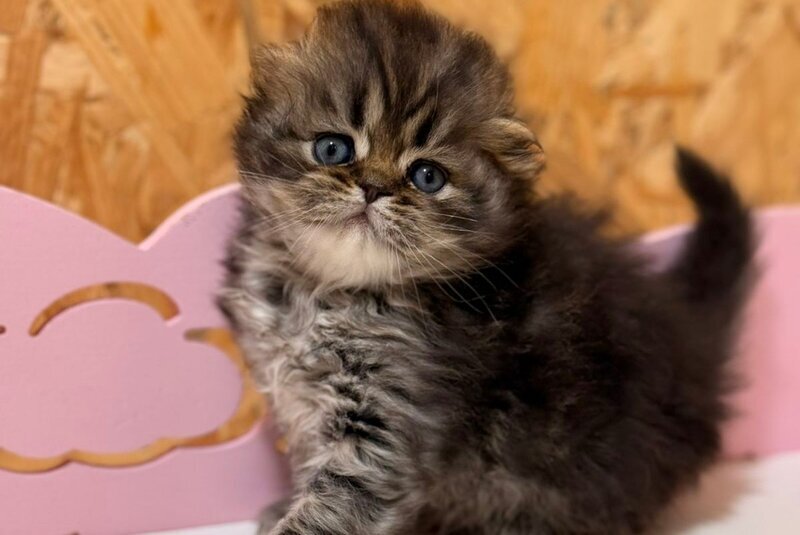 Fekla Scottish Fold female, black tabby