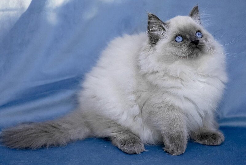 Muffin Ragdoll male, blue pointed