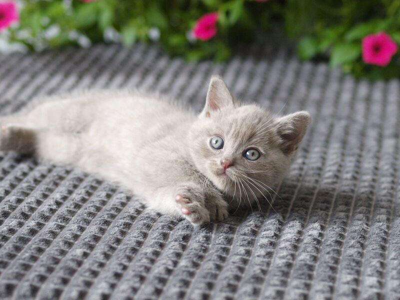 Olex British Shorthair male, lilac