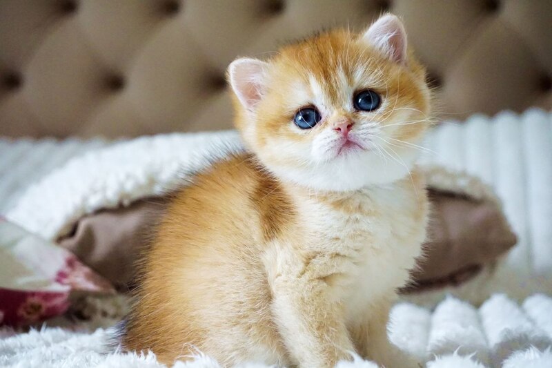 Iris British Shorthair female, black golden chinchilla