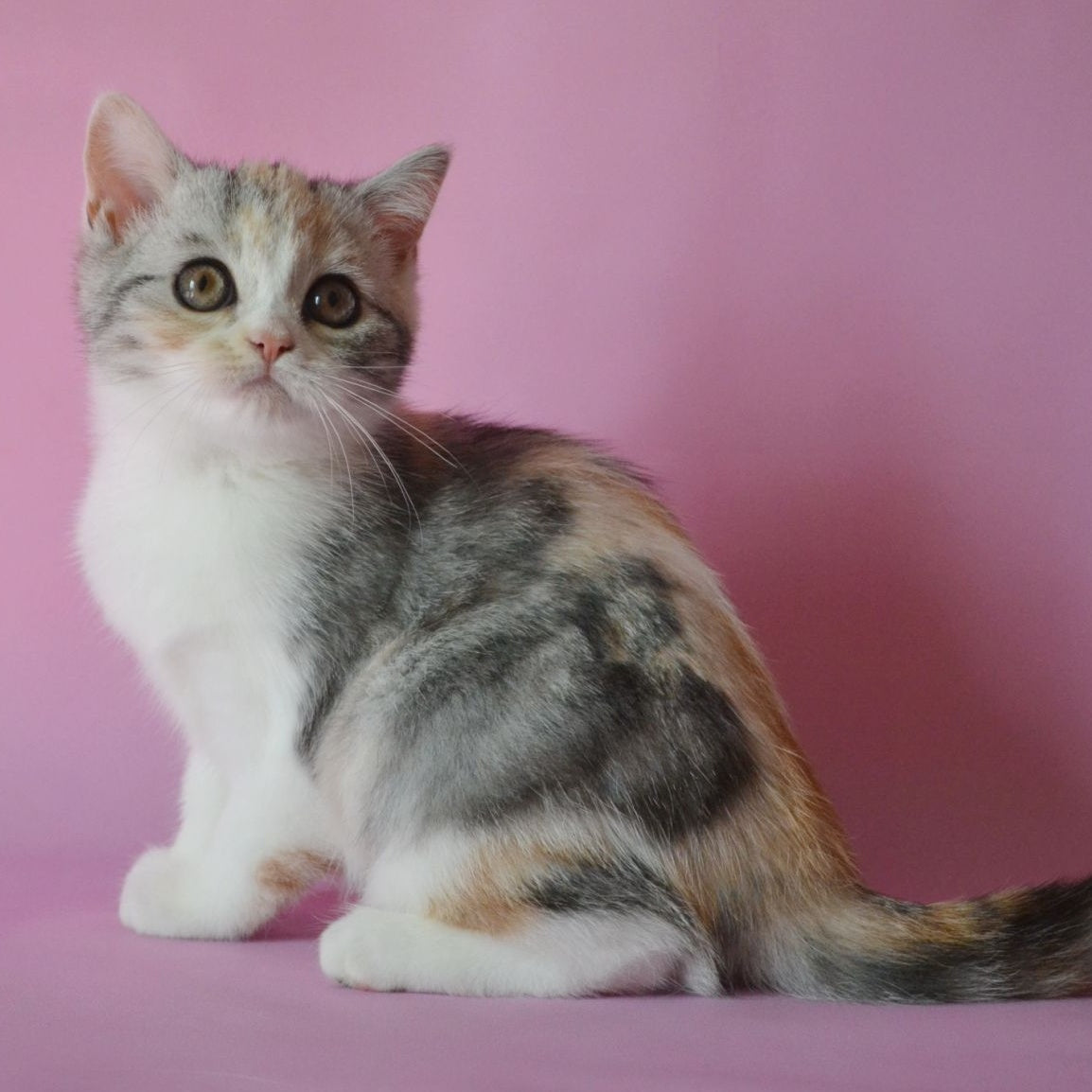 Samanta Scottish Straight female, black tortie silver tabby bicolour