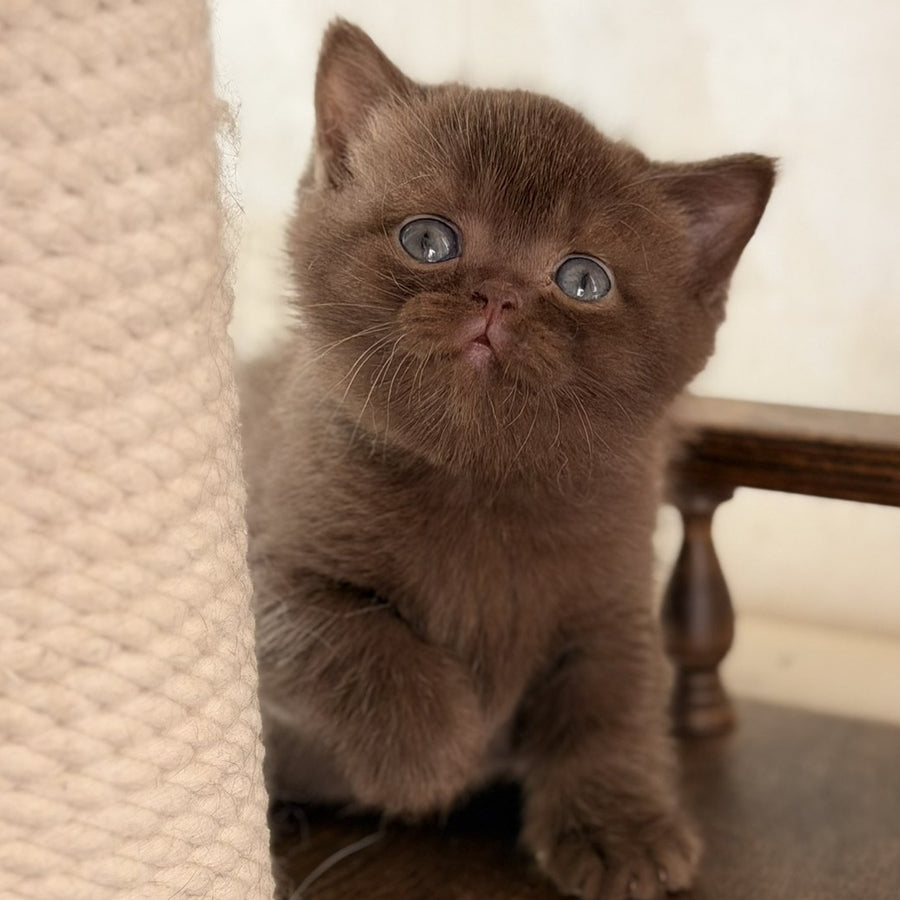 Santa British Shorthair female, chocolate