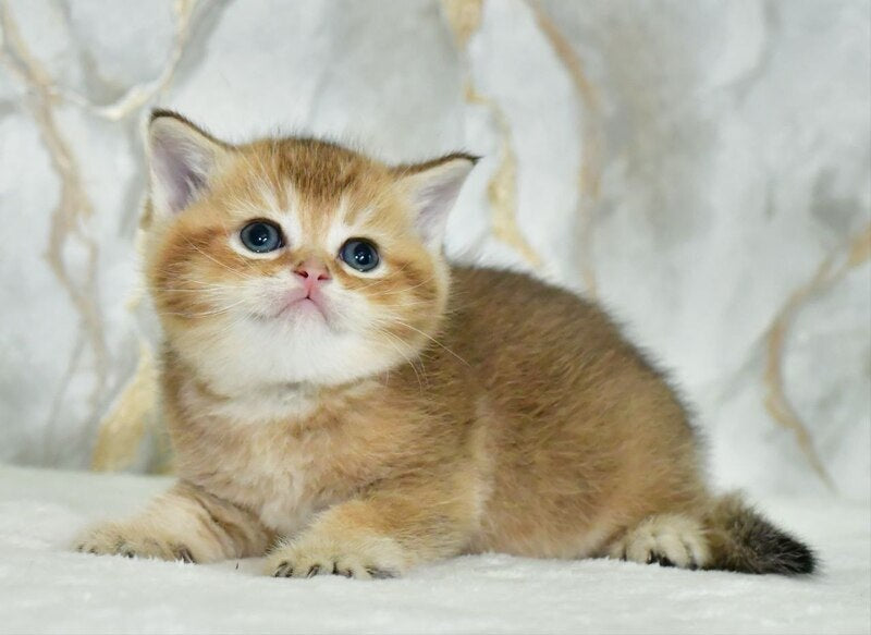 Irakli Scottish Straight male black golden ticked tabby live animals