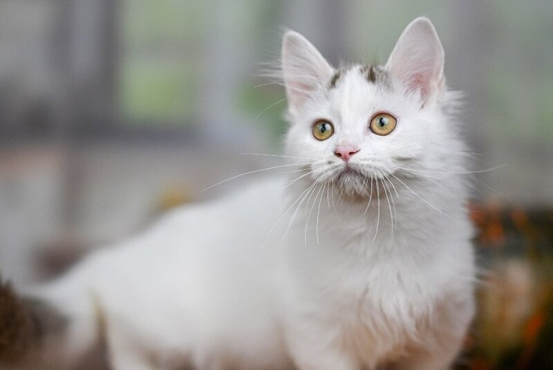 Limonchella Munchkin female, chocolate tabby van