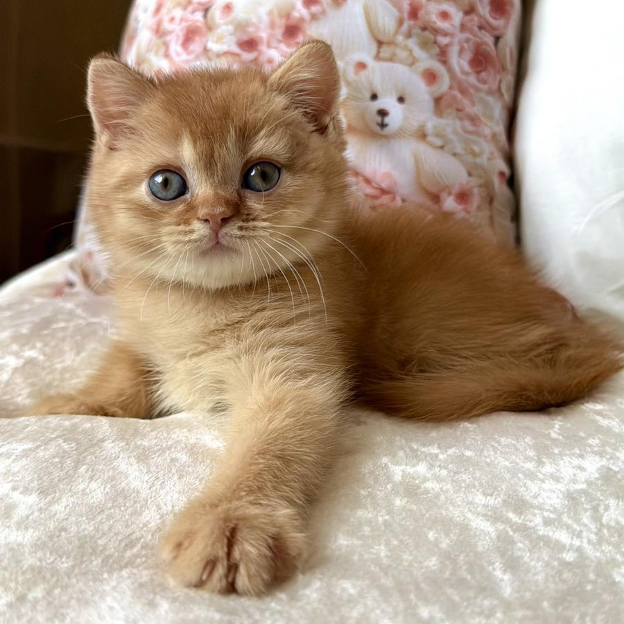 Mine British Shorthair male, red
