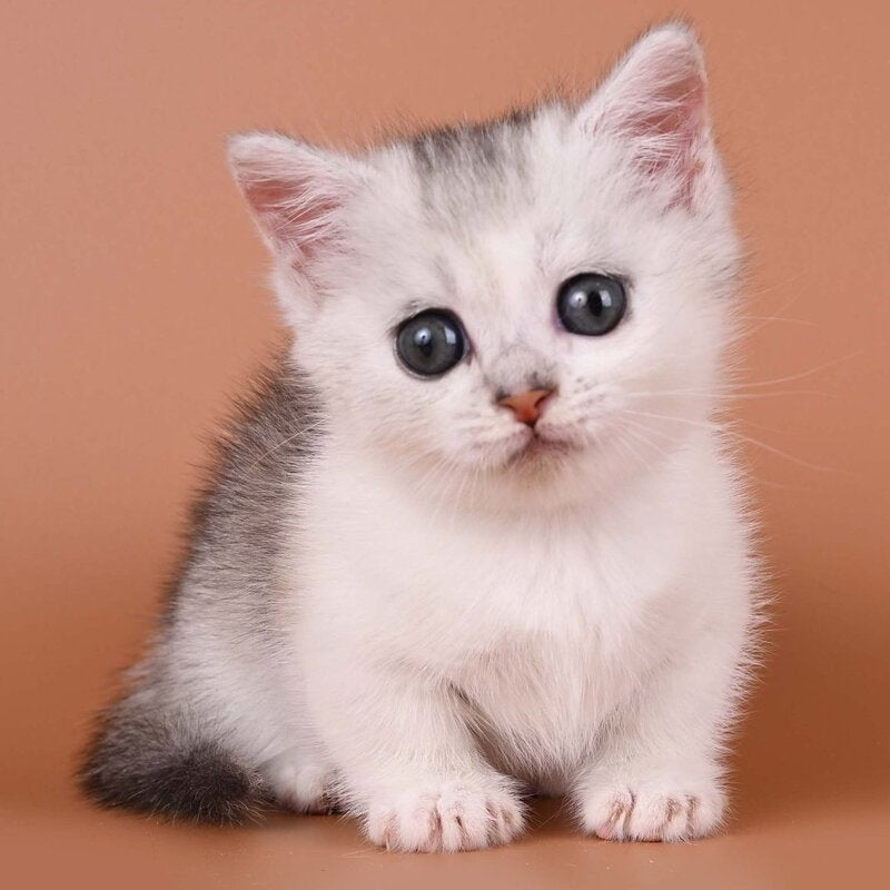 Iris Munchkin female, black silver ticked tabby bicolour