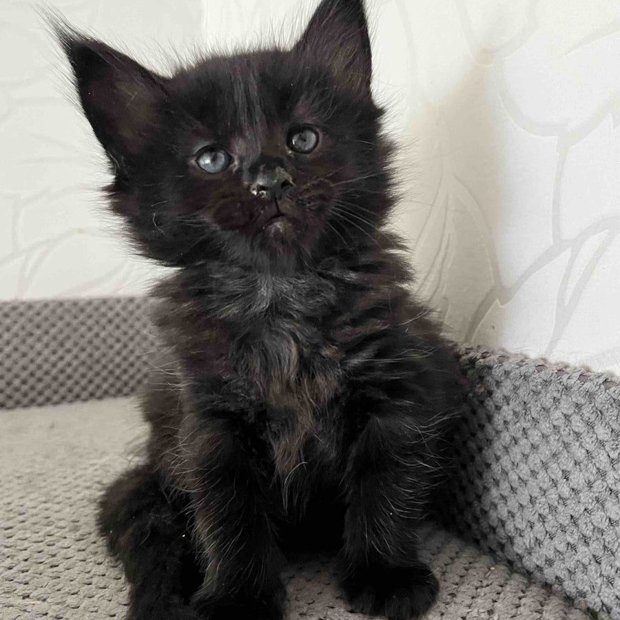 Jasmine Maine Coon female, black