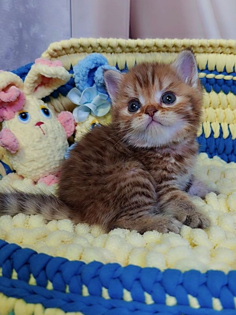 P-J Scottish Straight male, chocolate golden spotted tabby