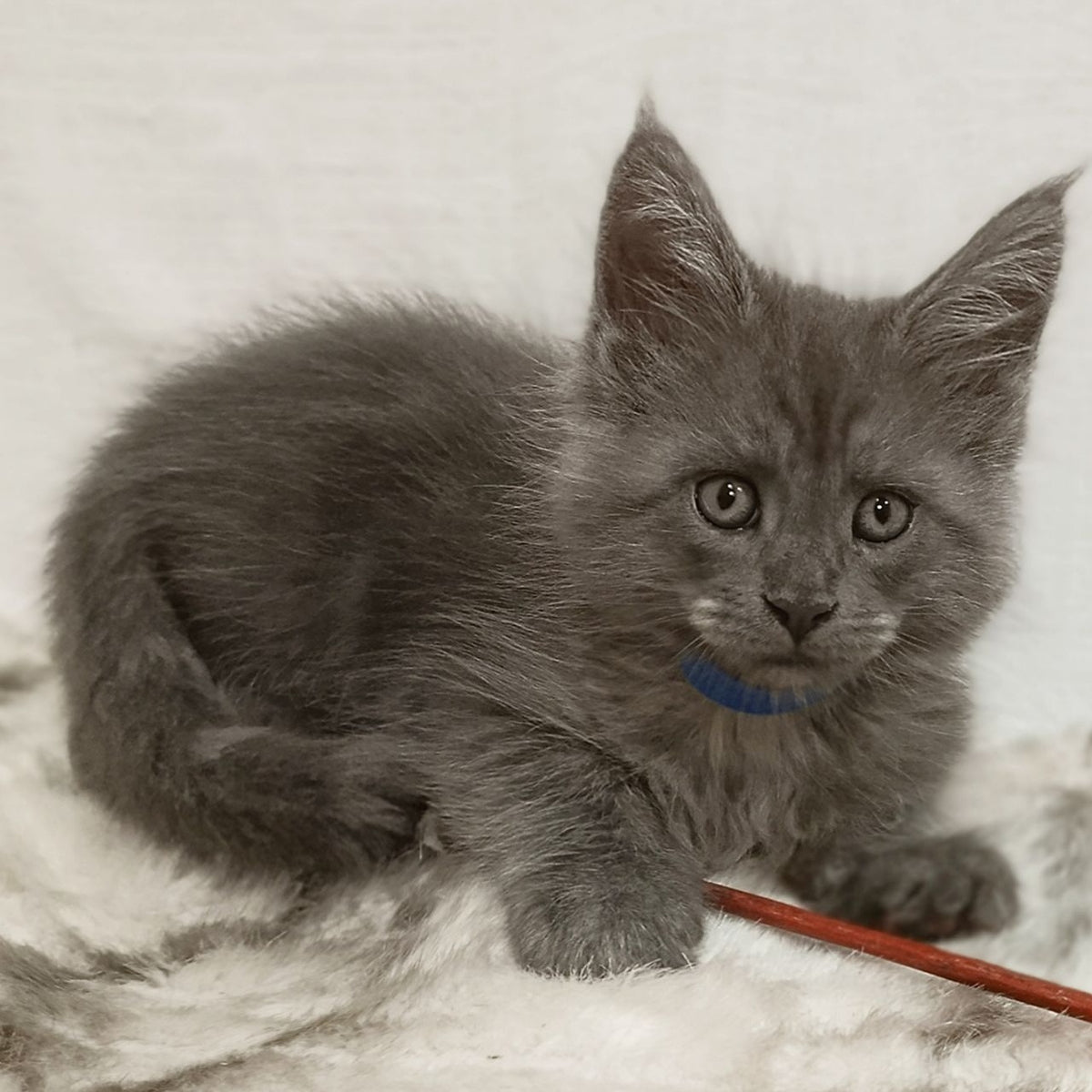 Fox Maine Coon male, blue silver