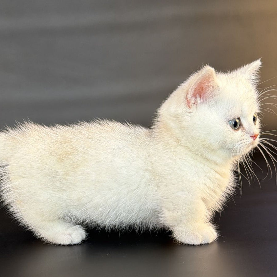 Riley Munchkin male, black silver shaded