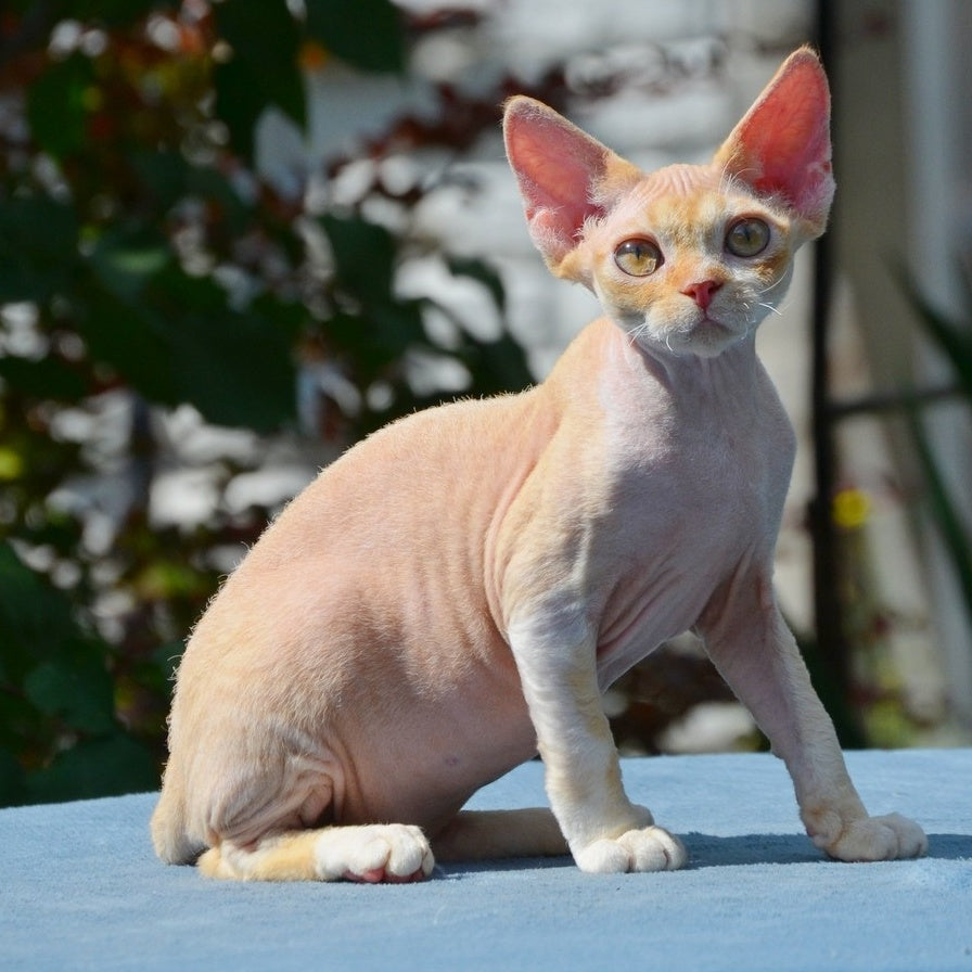 Hilary Devon Rex female, red silver spotted tabby bicolour