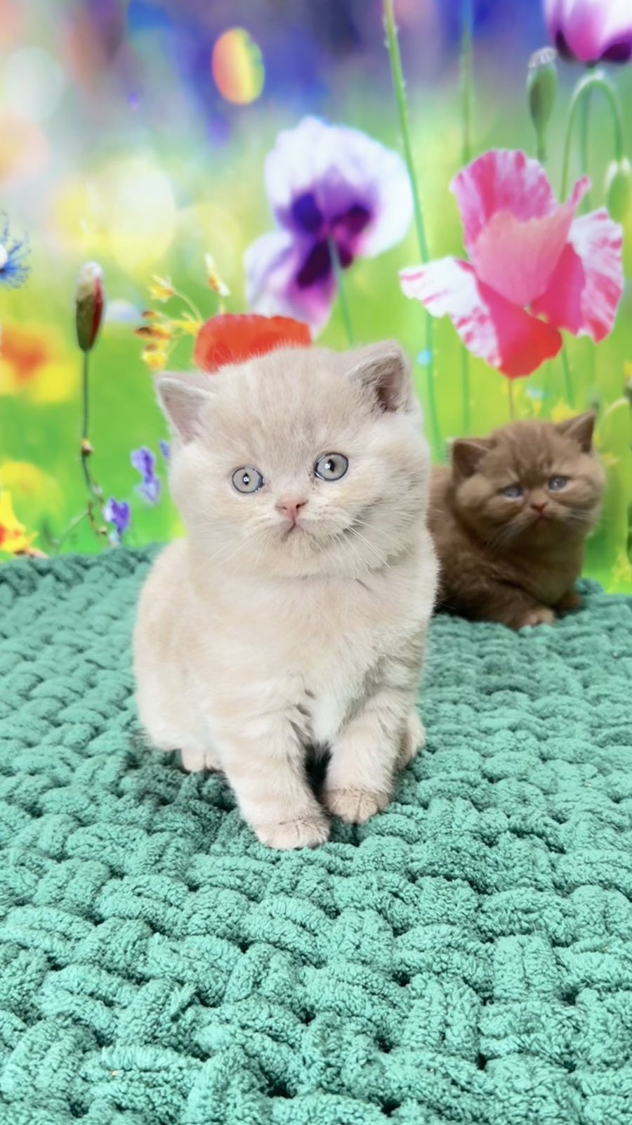 Erika British Shorthair female fawn - live animals