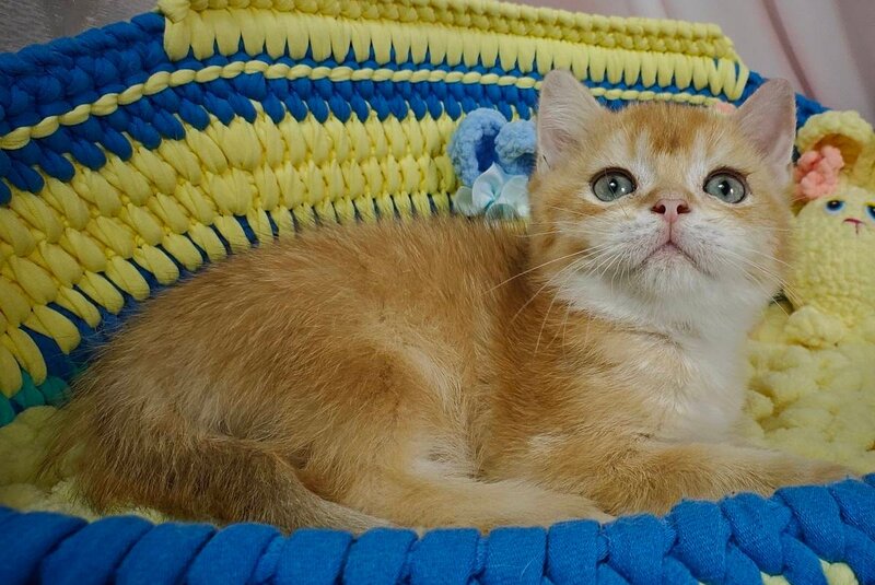 Valet British Shorthair male, chocolate golden chinchilla