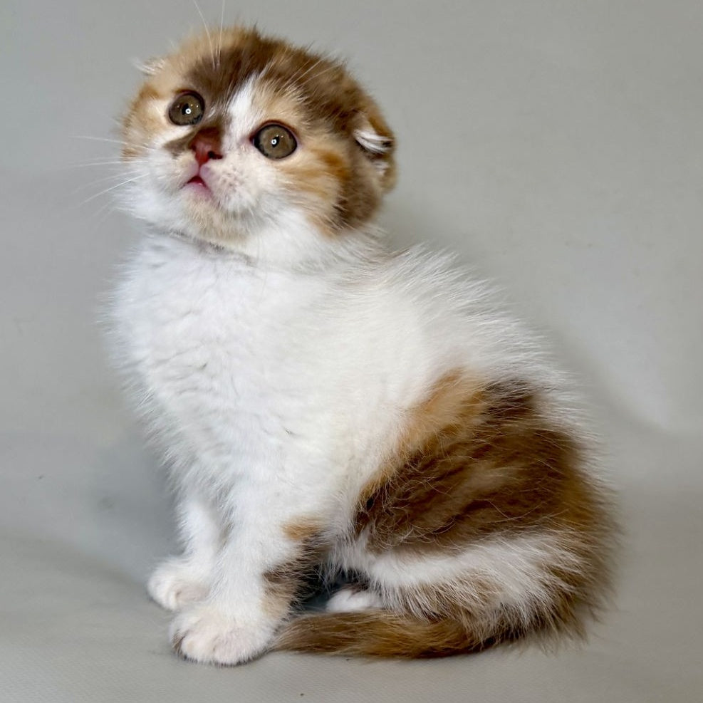 Arlette Scottish Fold female, cinnamon tortie bicolour