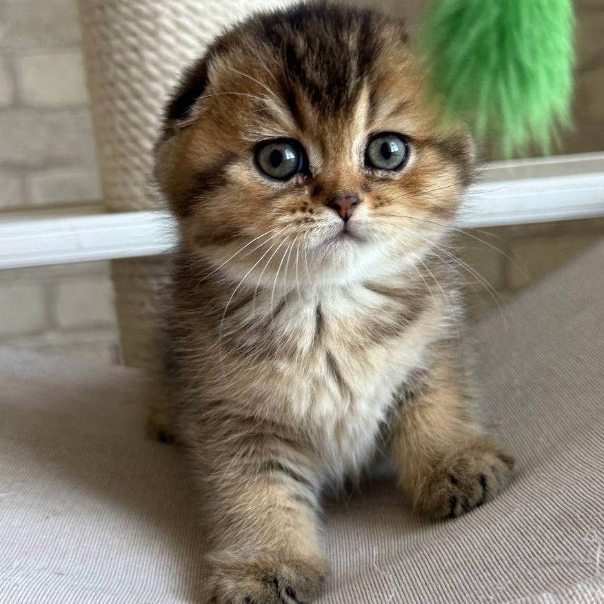 Fiona Scottish Fold female, black golden ticked tabby