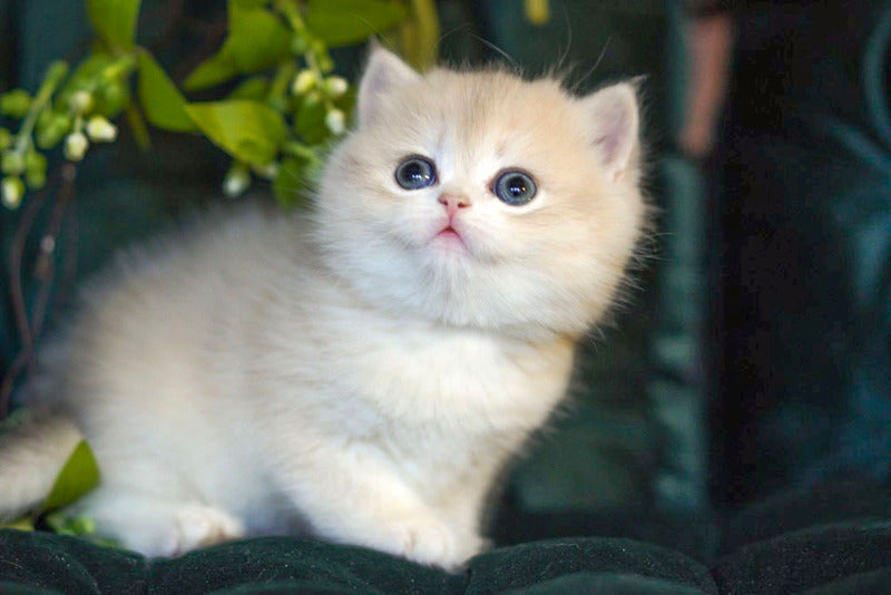 Onix British Shorthair male blue golden shaded - live animals