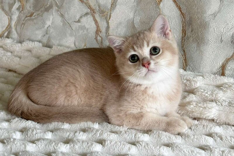Irvin Scottish Straight male lilac golden ticked tabby - live animals