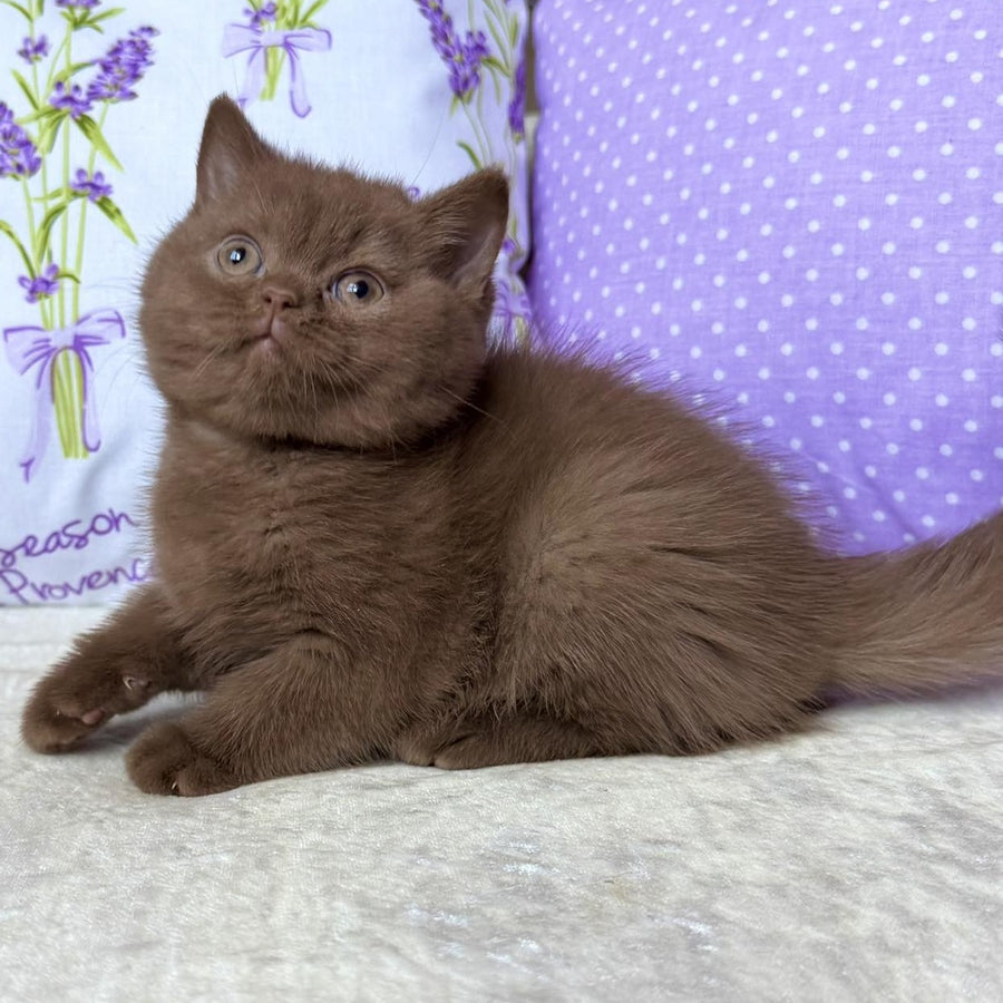 Alina British Shorthair female, cinnamon