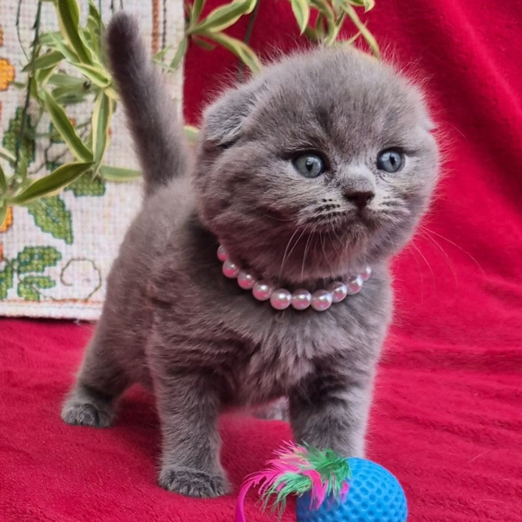 Lucas Scottish Fold male, blue