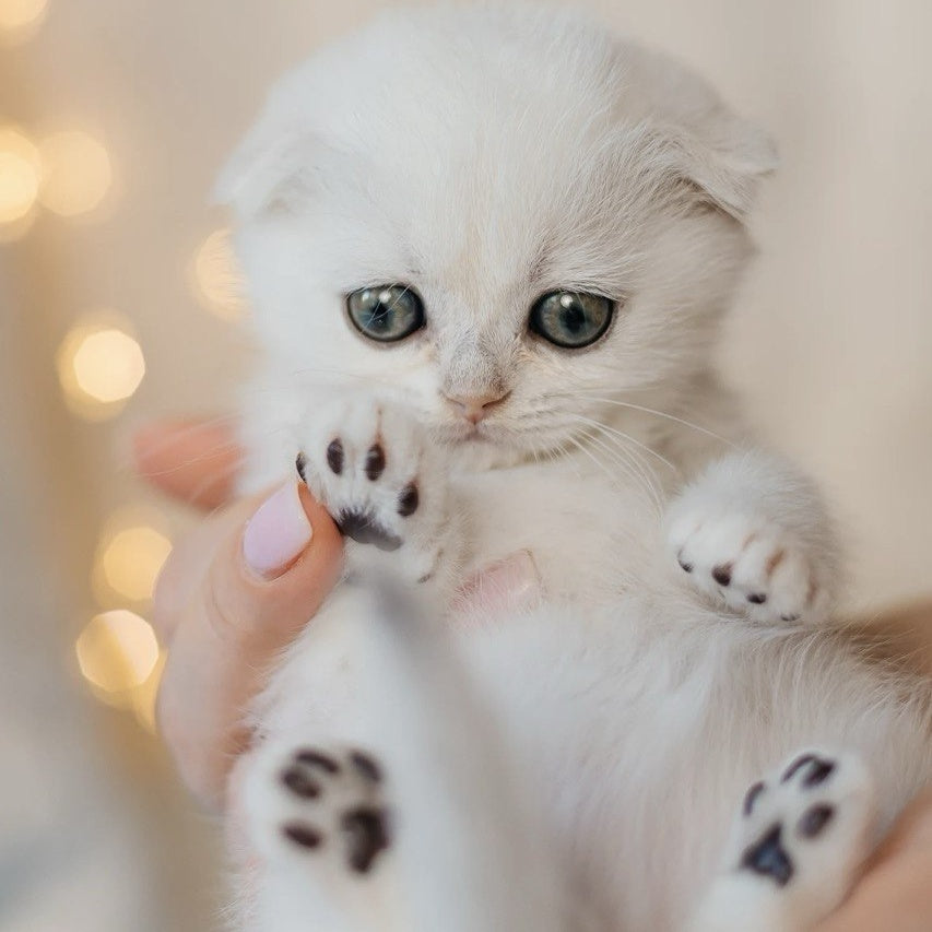 Infinite Scottish Fold female, black silver chinchilla