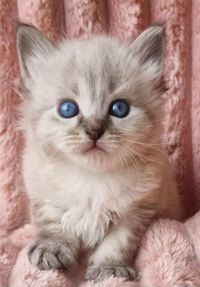 Zigfryd Siberian male seal tabby pointed - live animals
