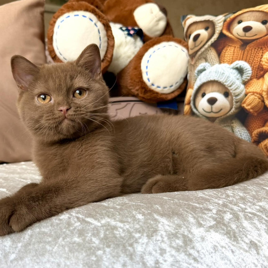 Miray British Shorthair female, cinnamon
