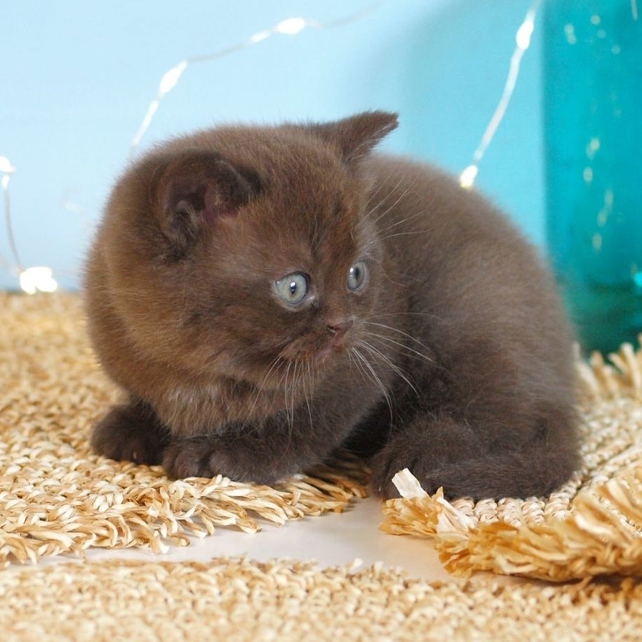 Patrick British Shorthair male, chocolate