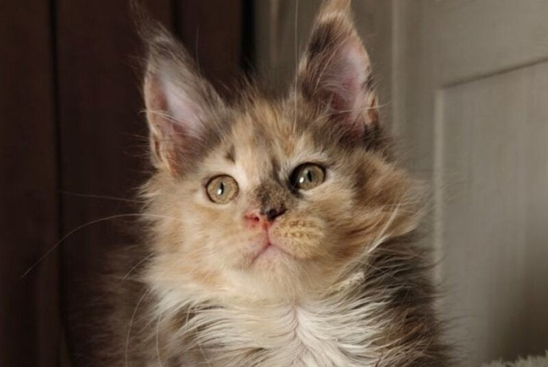 Quintara Maine Coon female blue tortie tabby bicolour live animals