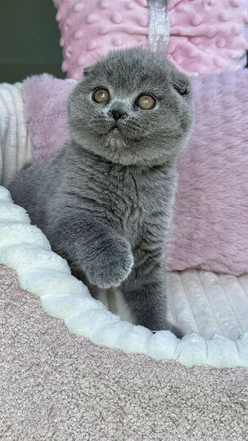 Trixie Scottish Fold female, blue