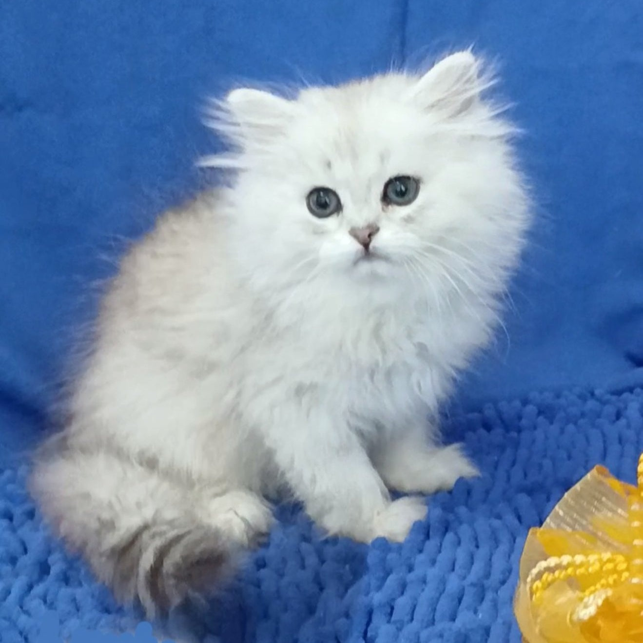 Lesly British Longhair female, black silver shaded