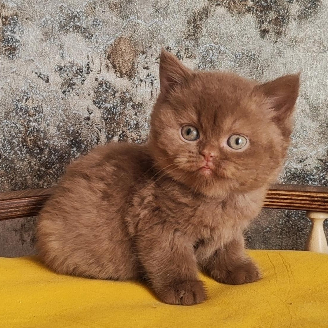 Barney British Shorthair male, cinnamon