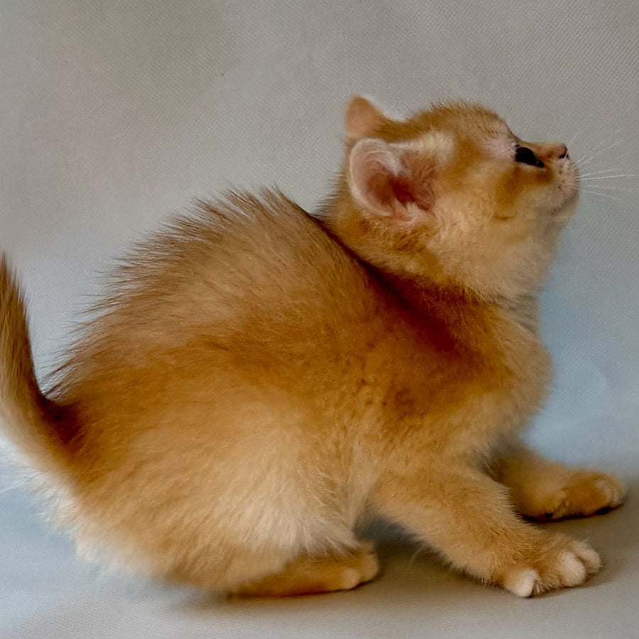 Zazu British Shorthair male, black golden chinchilla